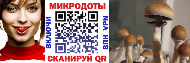 Псилоцибиновые грибы прущие грибы Кулебаки