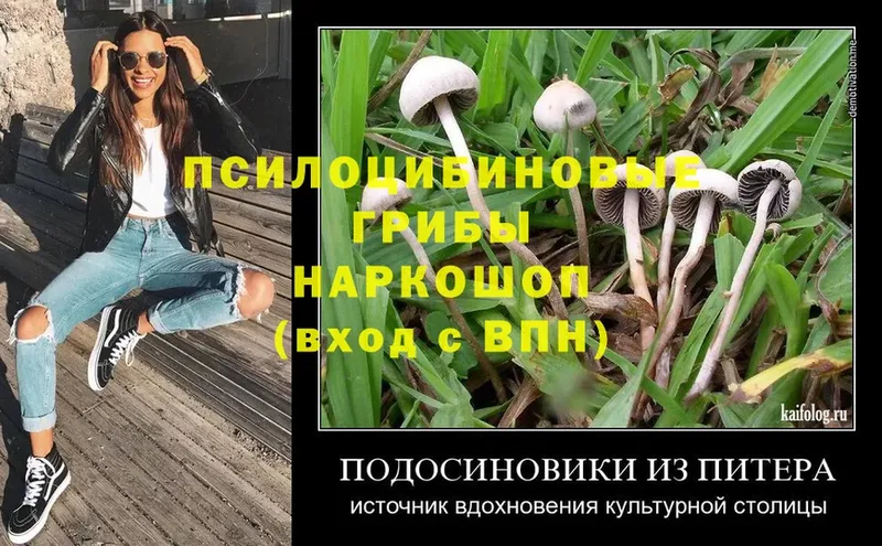 закладка  Кулебаки  Галлюциногенные грибы MAGIC MUSHROOMS 